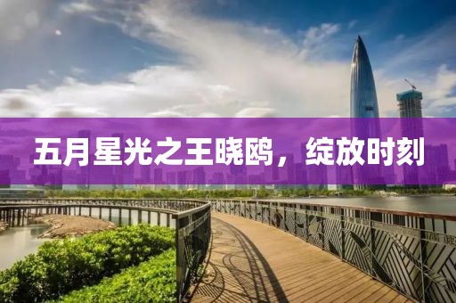 五月星光之王曉鷗，綻放時刻