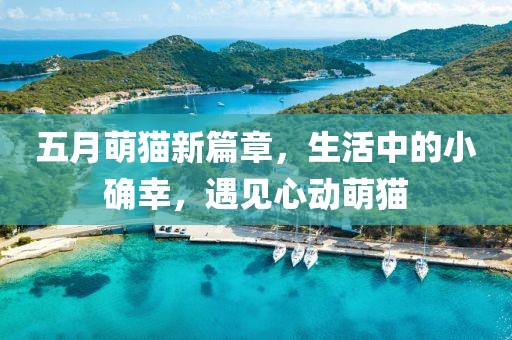 五月萌貓新篇章，生活中的小確幸，遇見心動萌貓