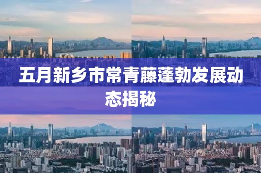 五月新鄉(xiāng)市常青藤蓬勃發(fā)展動態(tài)揭秘