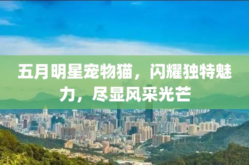 五月明星寵物貓，閃耀獨(dú)特魅力，盡顯風(fēng)采光芒