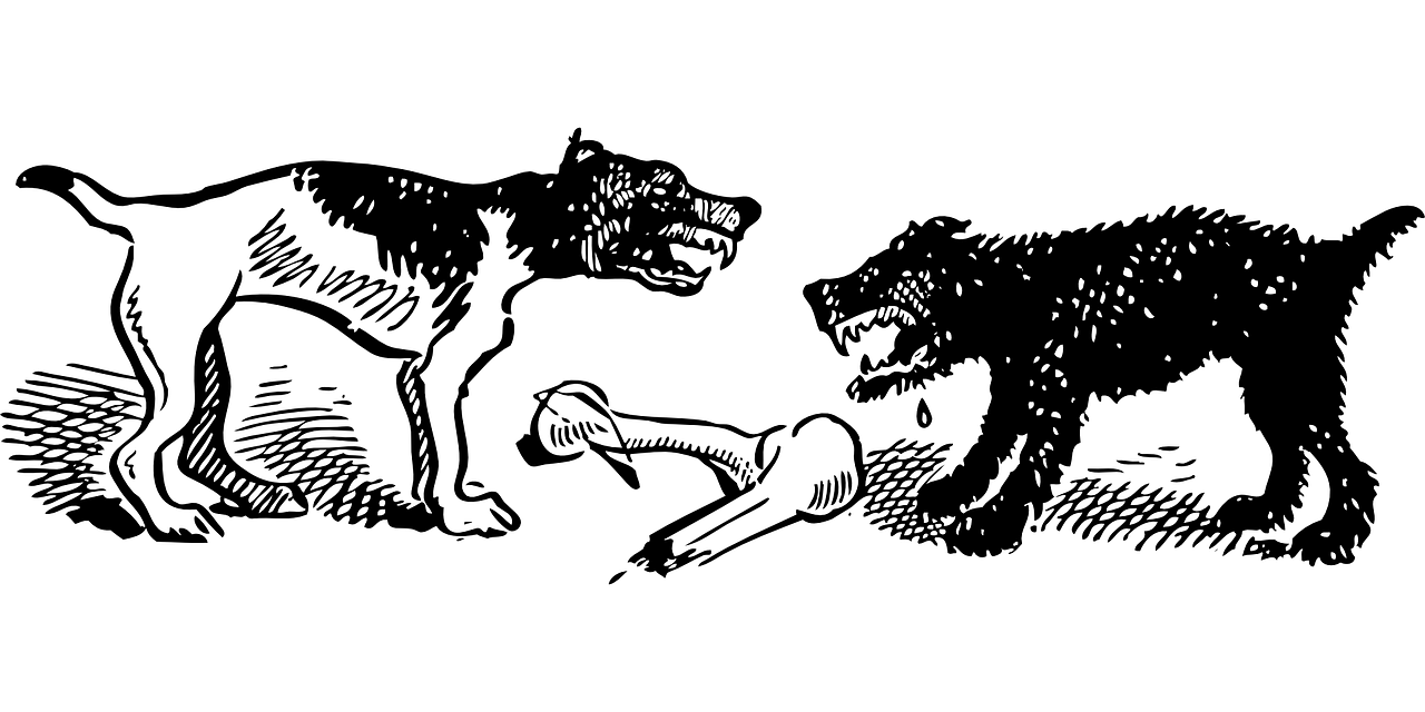 最新野生動(dòng)物保護(hù)名錄，守護(hù)自然之美的行動(dòng)綱領(lǐng)
